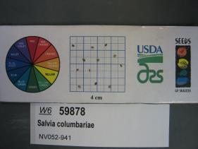Click for 1 image(s) for this accession. SEED